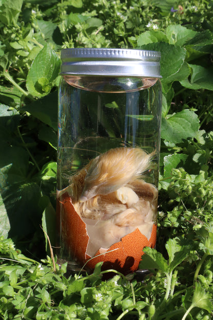 Wet Specimen Chick in Their Egg