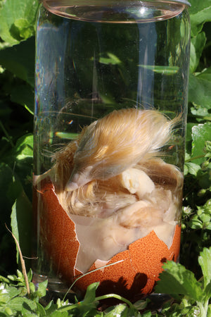 Wet Specimen Chick in Their Egg