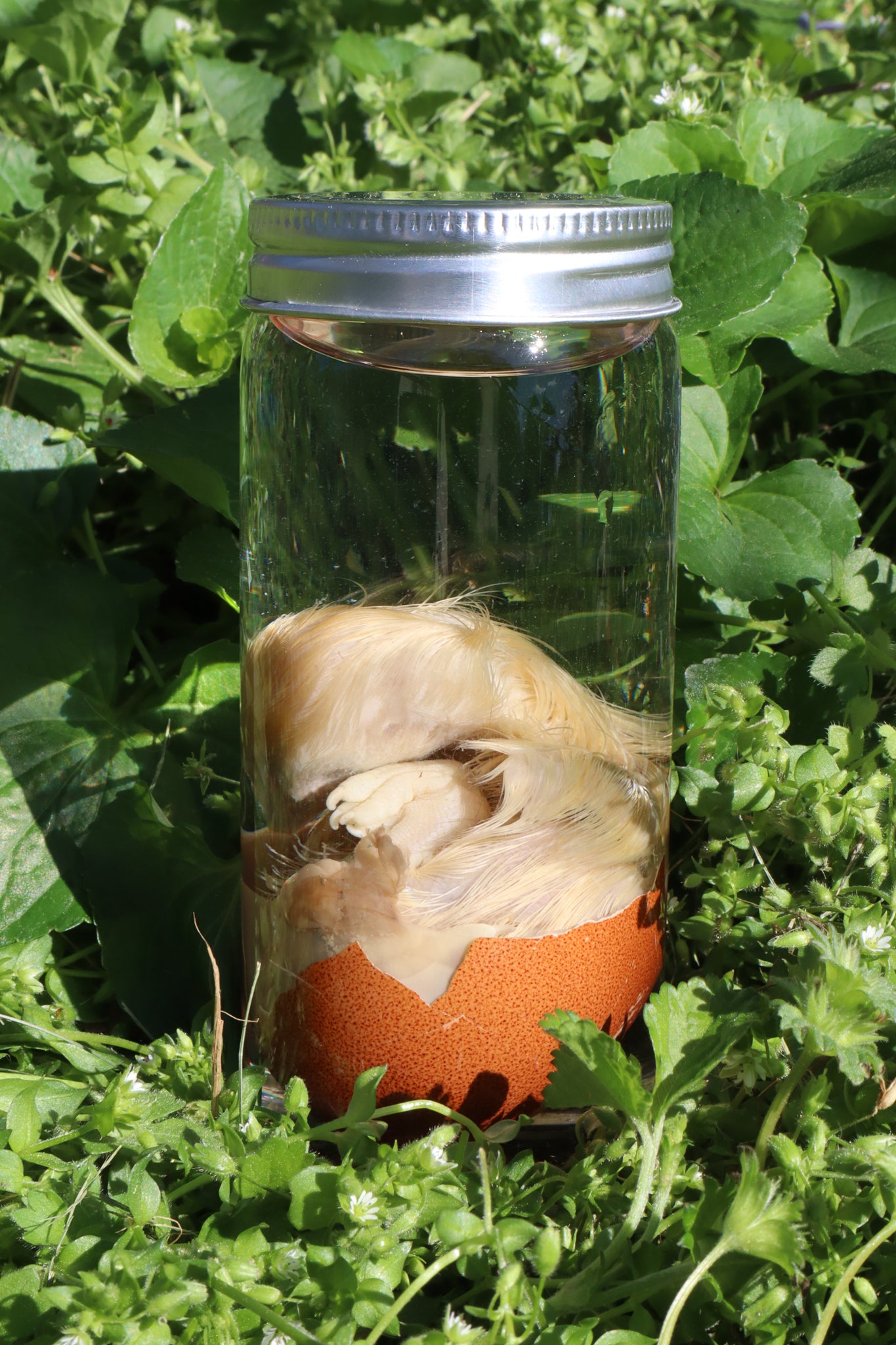 Wet Specimen Chick in Their Egg