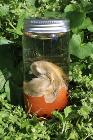 Wet Specimen Chick in Their Egg