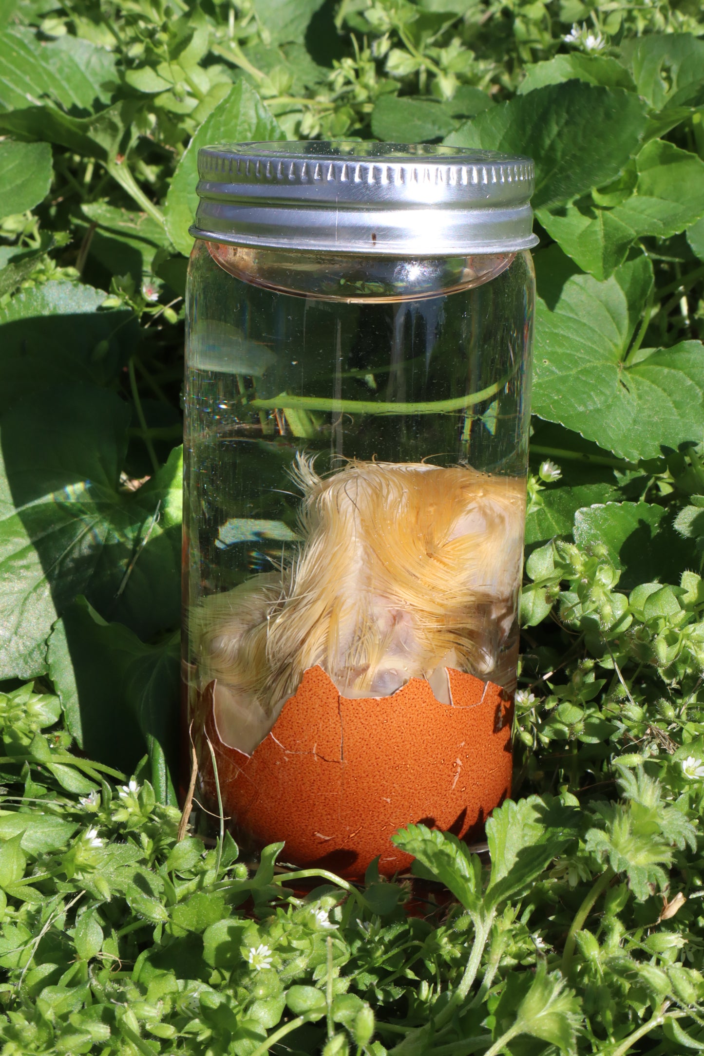 Wet Specimen Chick in Their Egg