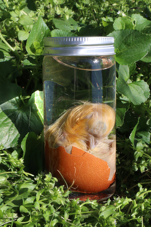 Wet Specimen Chick in Their Egg