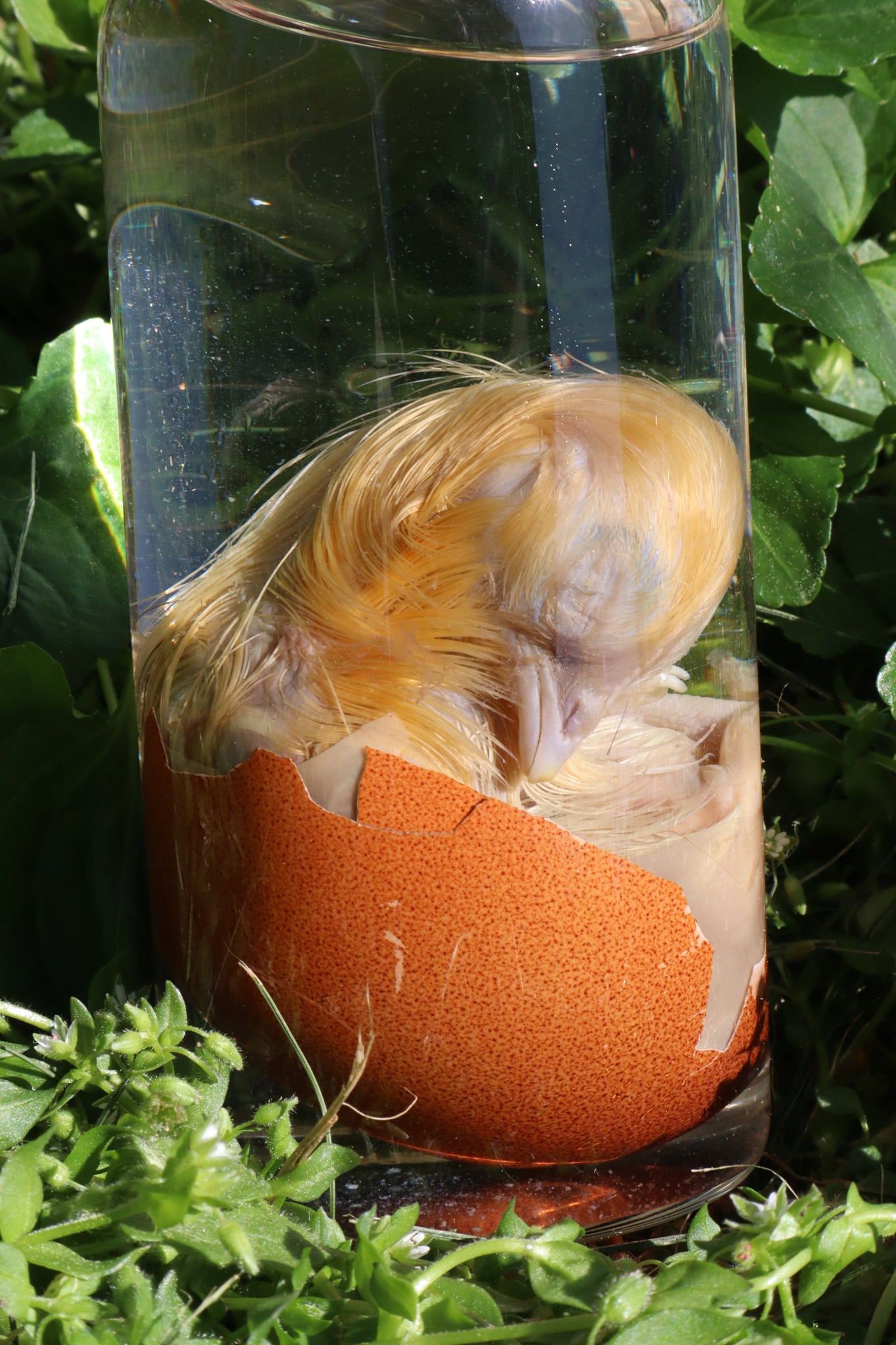Wet Specimen Chick in Their Egg