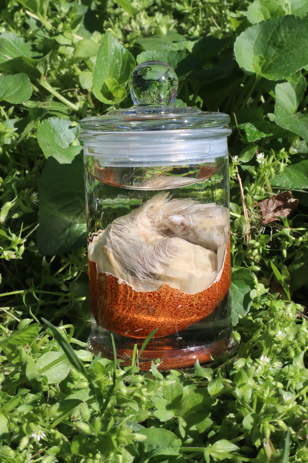 Reserved for Jess - Wet Specimen Chick in Their Egg