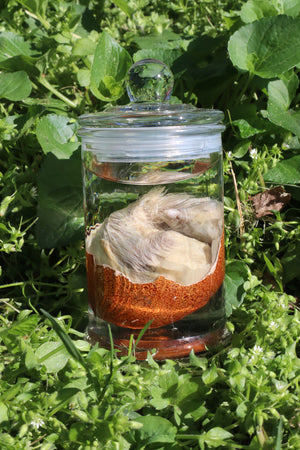 Reserved for Jess - Wet Specimen Chick in Their Egg