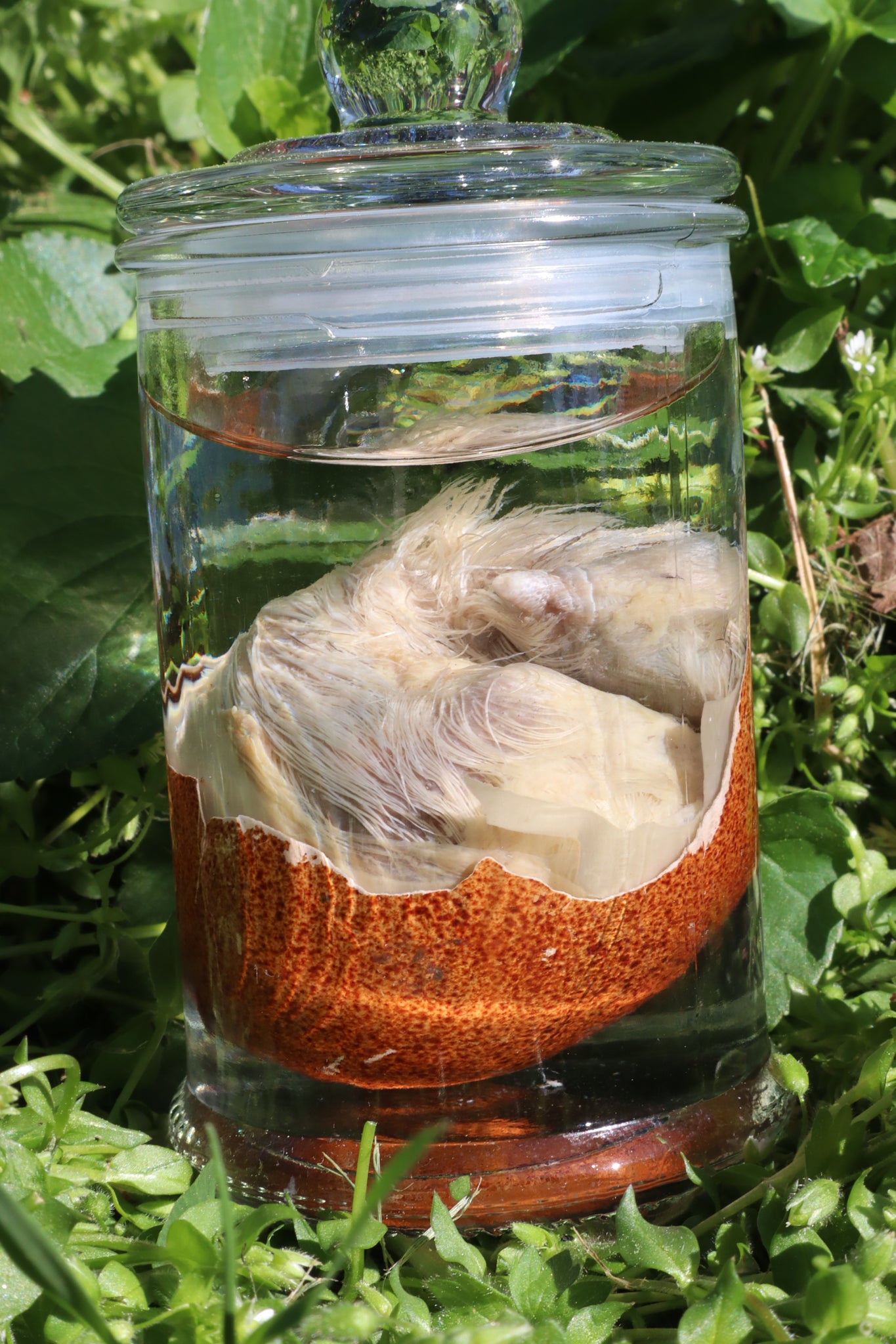 Reserved for Jess - Wet Specimen Chick in Their Egg