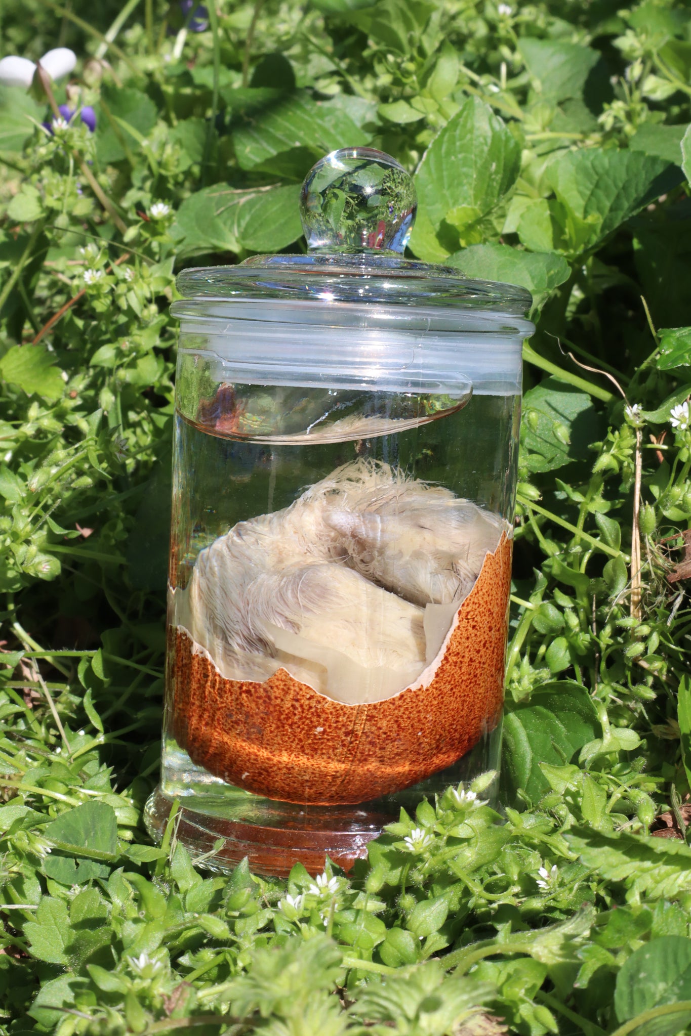 Reserved for Jess - Wet Specimen Chick in Their Egg