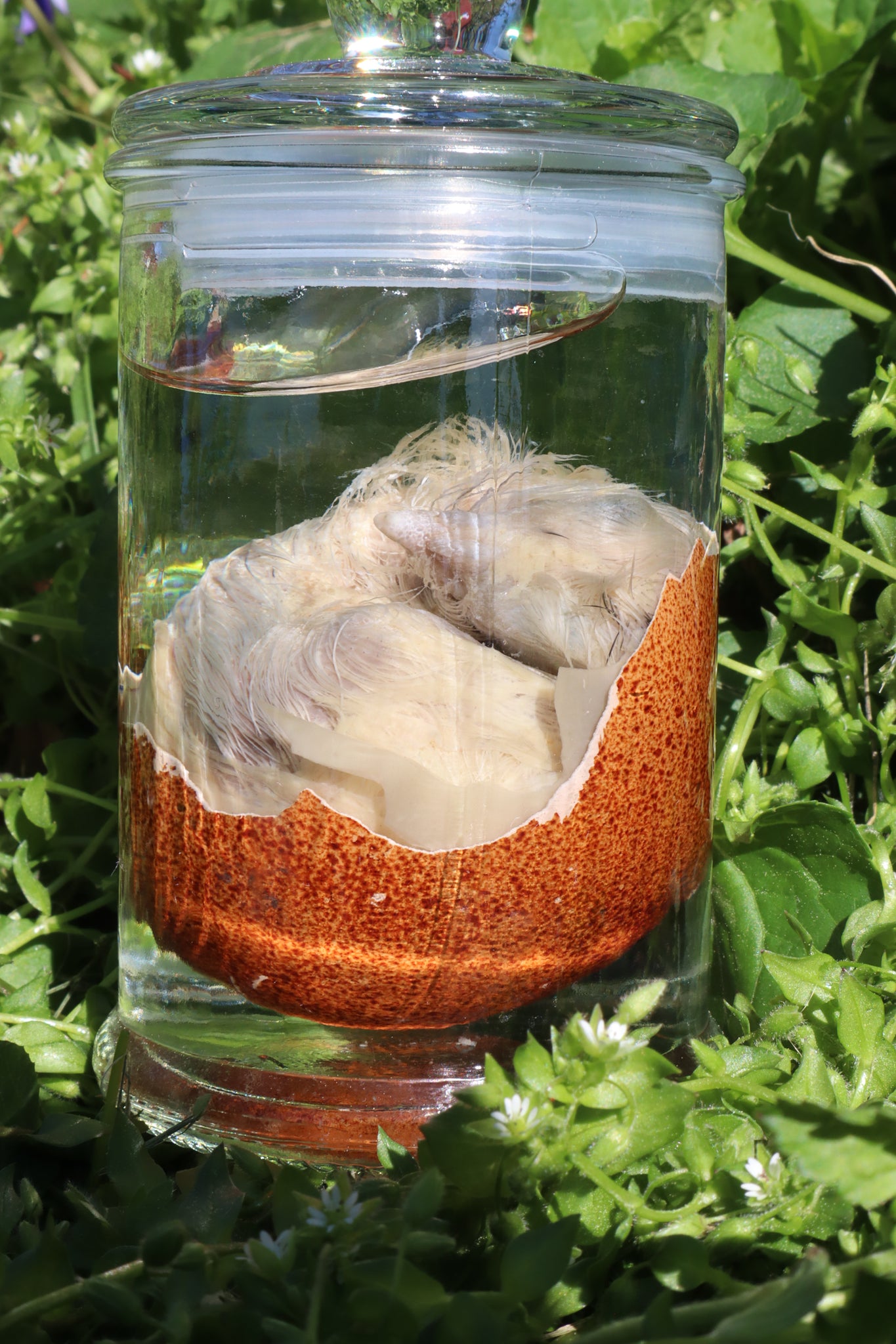 Reserved for Jess - Wet Specimen Chick in Their Egg