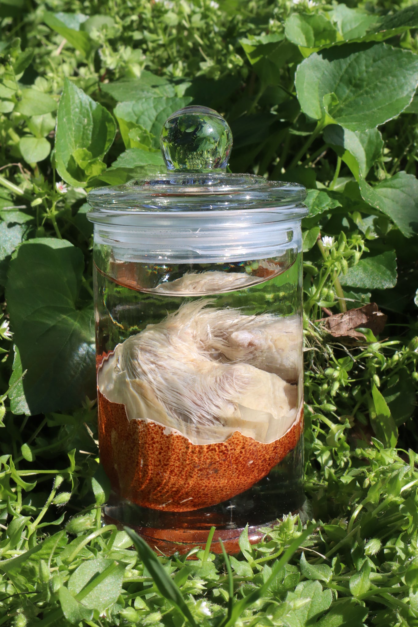 Reserved for Jess - Wet Specimen Chick in Their Egg