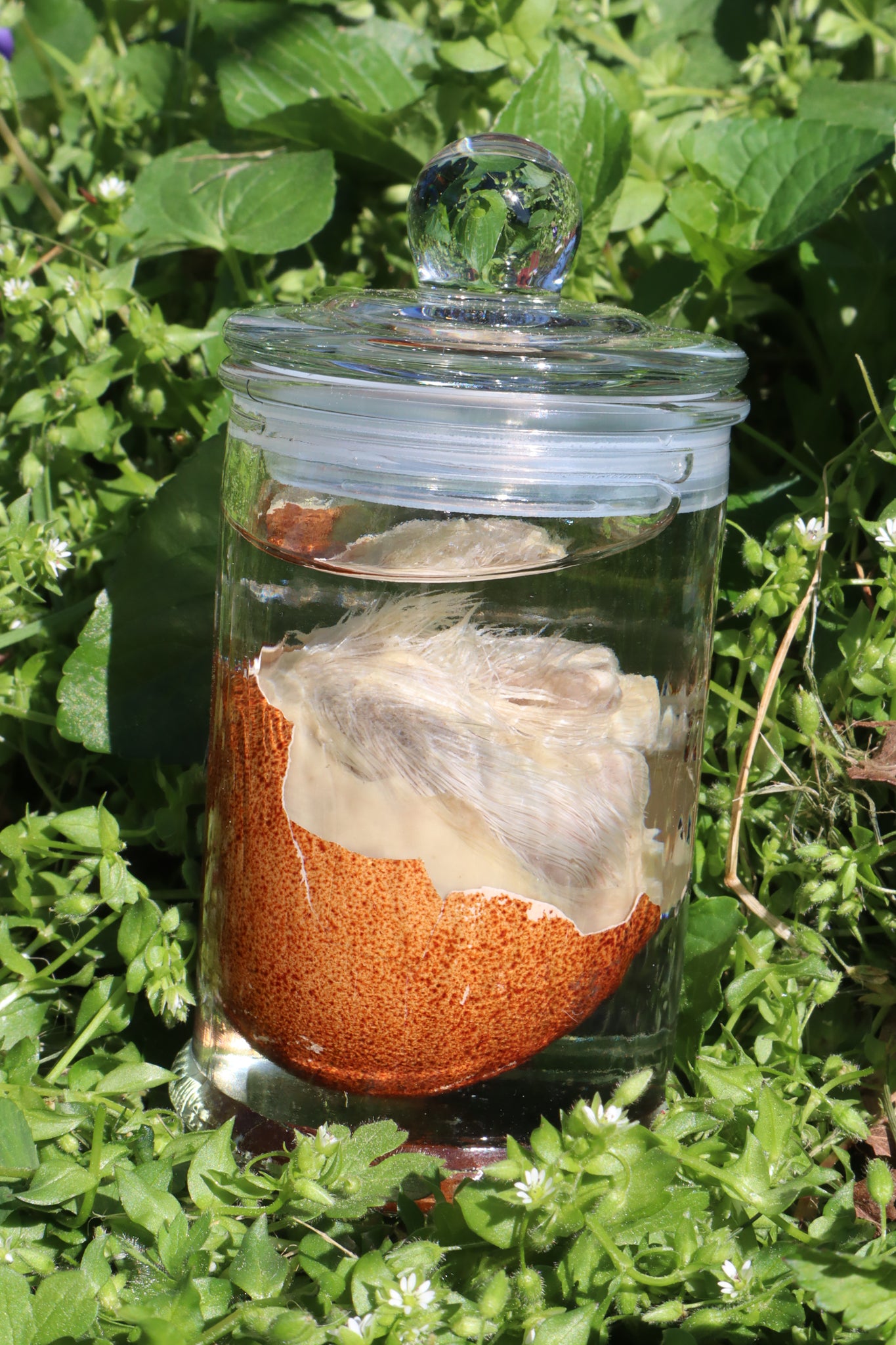 Reserved for Jess - Wet Specimen Chick in Their Egg