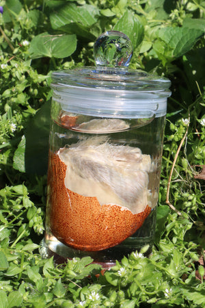 Reserved for Jess - Wet Specimen Chick in Their Egg