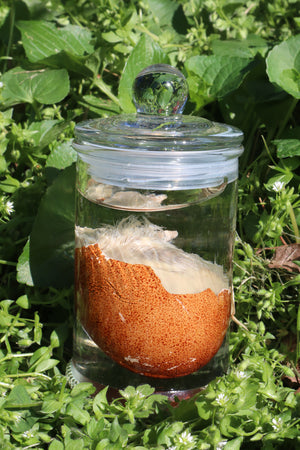 Reserved for Jess - Wet Specimen Chick in Their Egg
