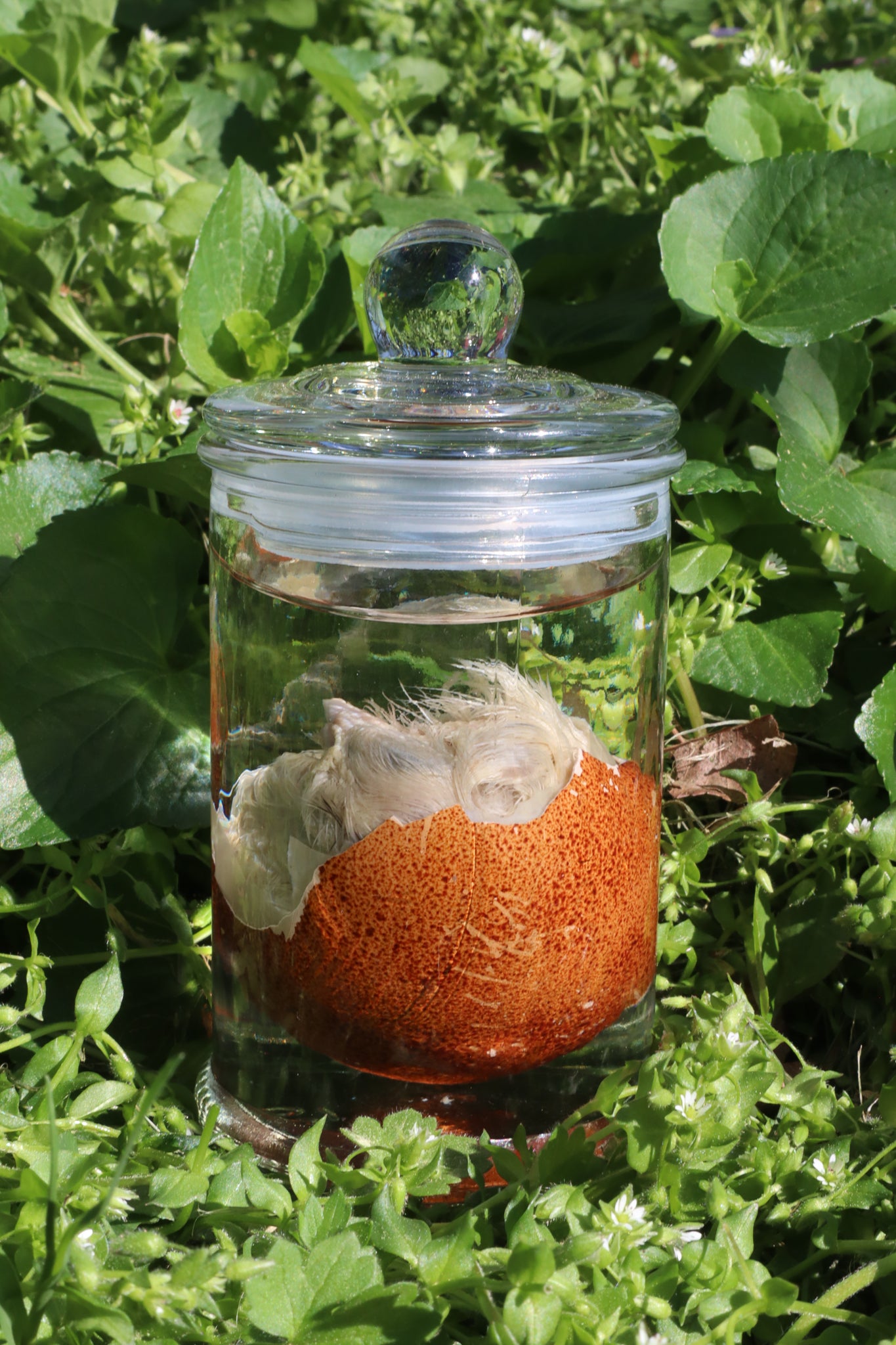 Reserved for Jess - Wet Specimen Chick in Their Egg