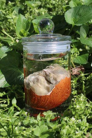 Reserved for Jess - Wet Specimen Chick in Their Egg