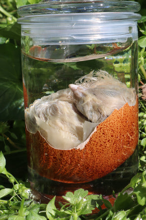 Reserved for Jess - Wet Specimen Chick in Their Egg
