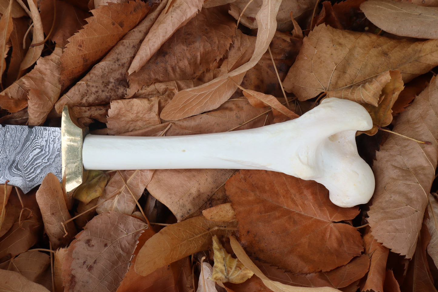 Damascus Wolf Femur Knife