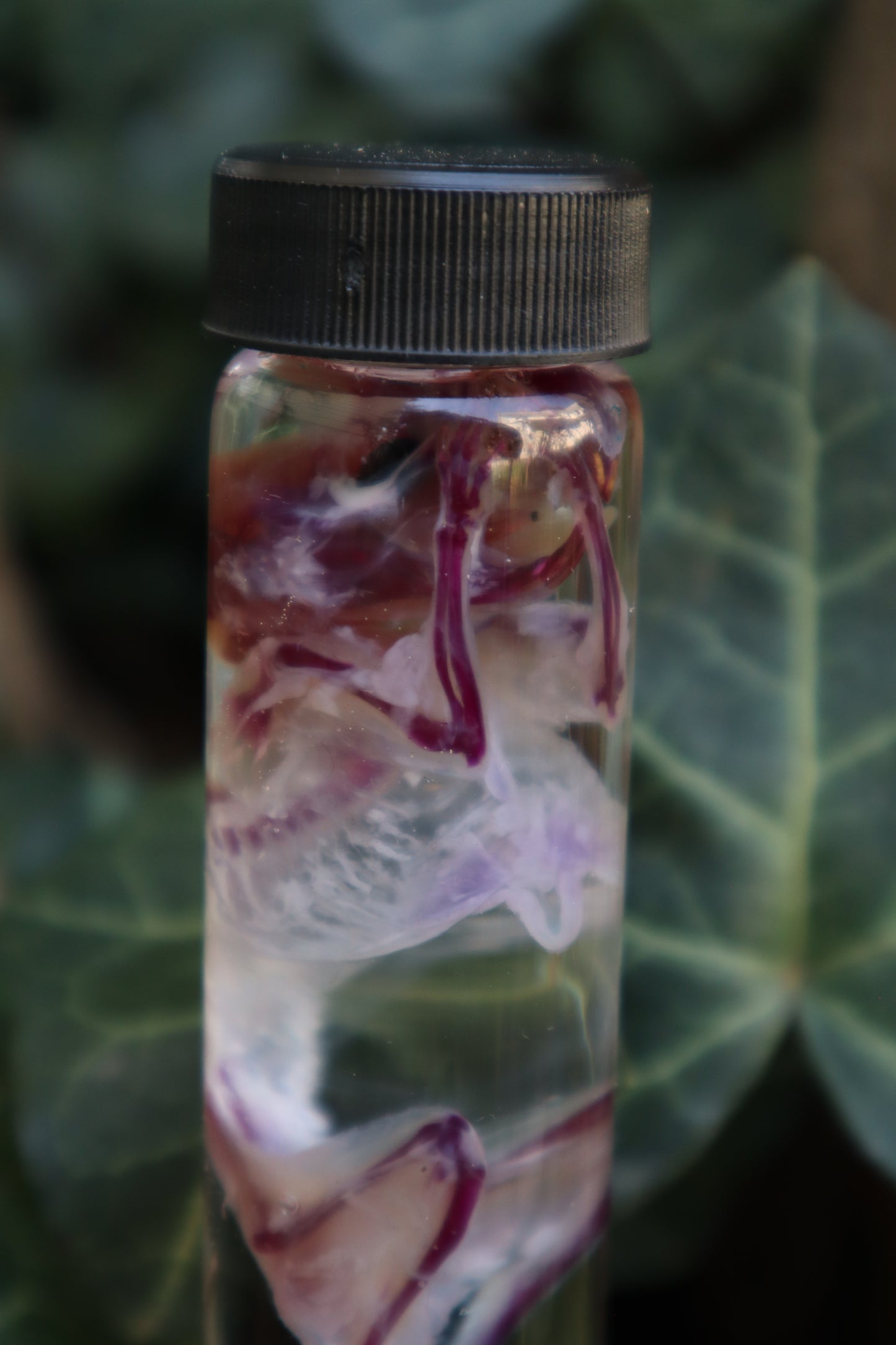 Diaphonized Mouse