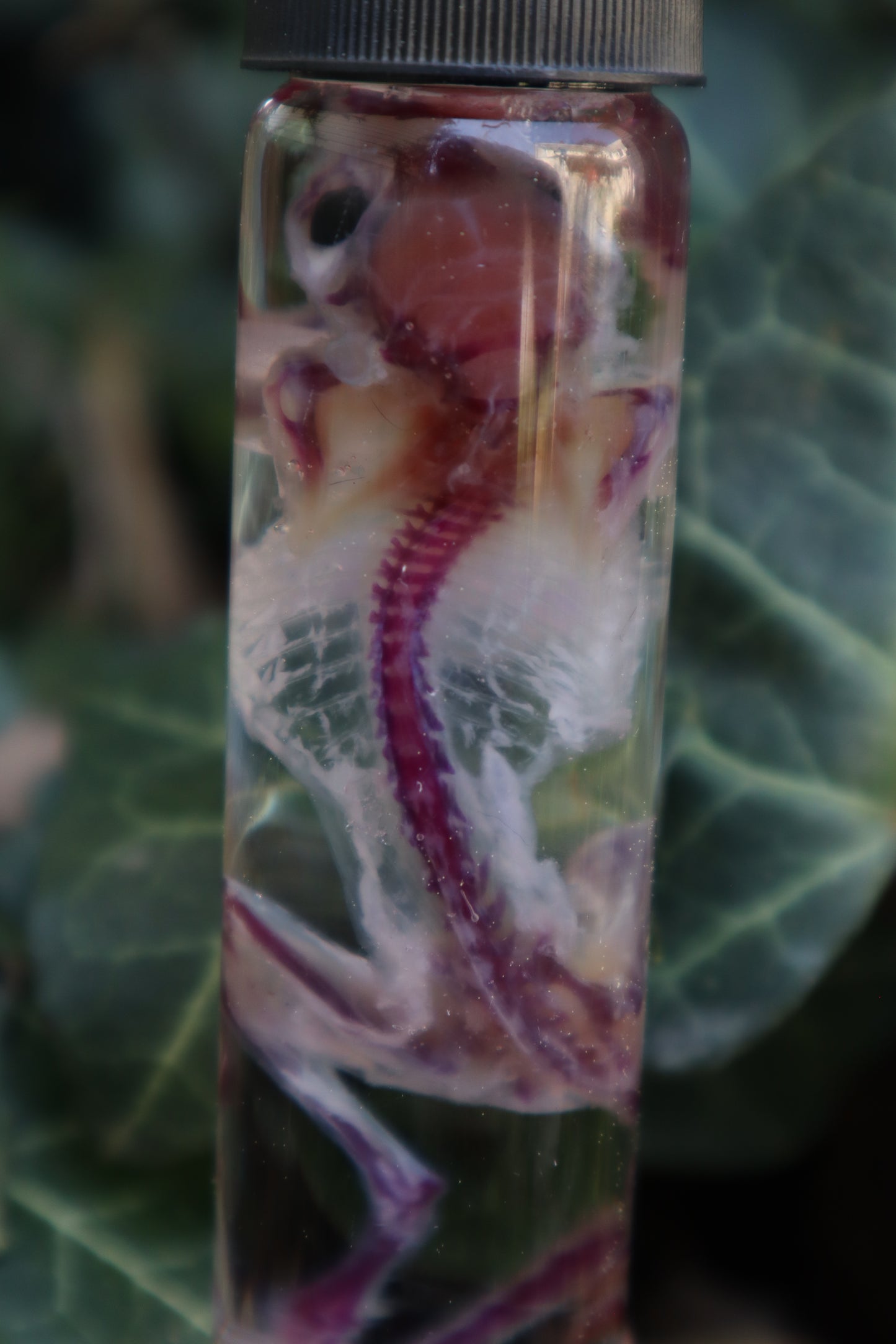 Diaphonized Mouse
