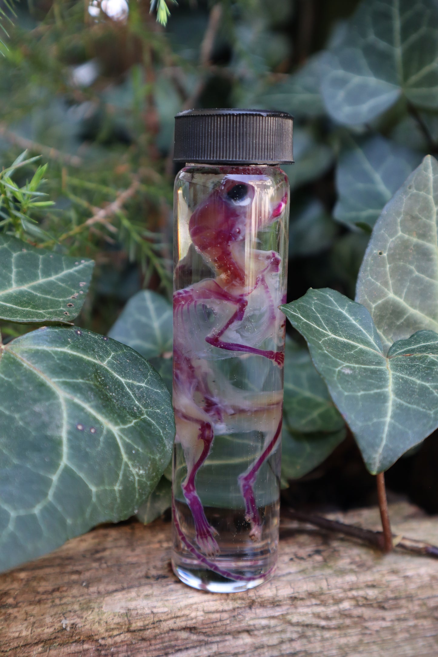 Diaphonized Mouse