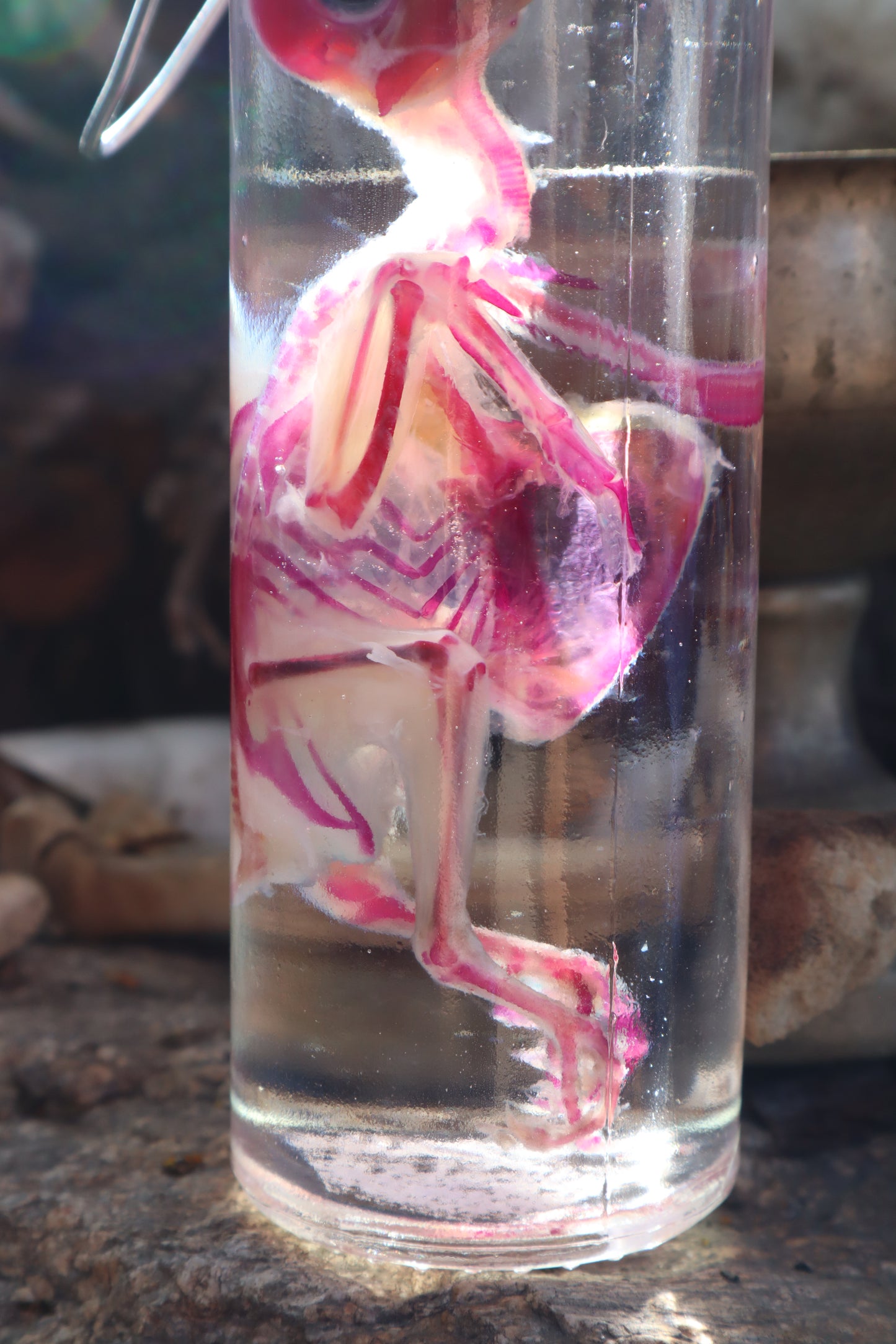 Diaphonized Parakeet