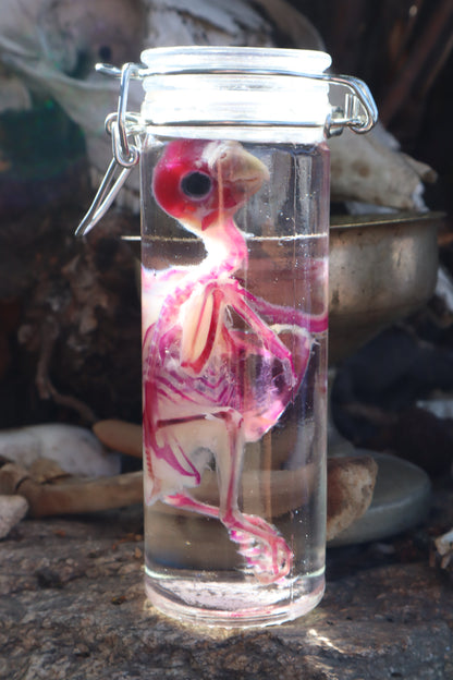 Diaphonized Parakeet