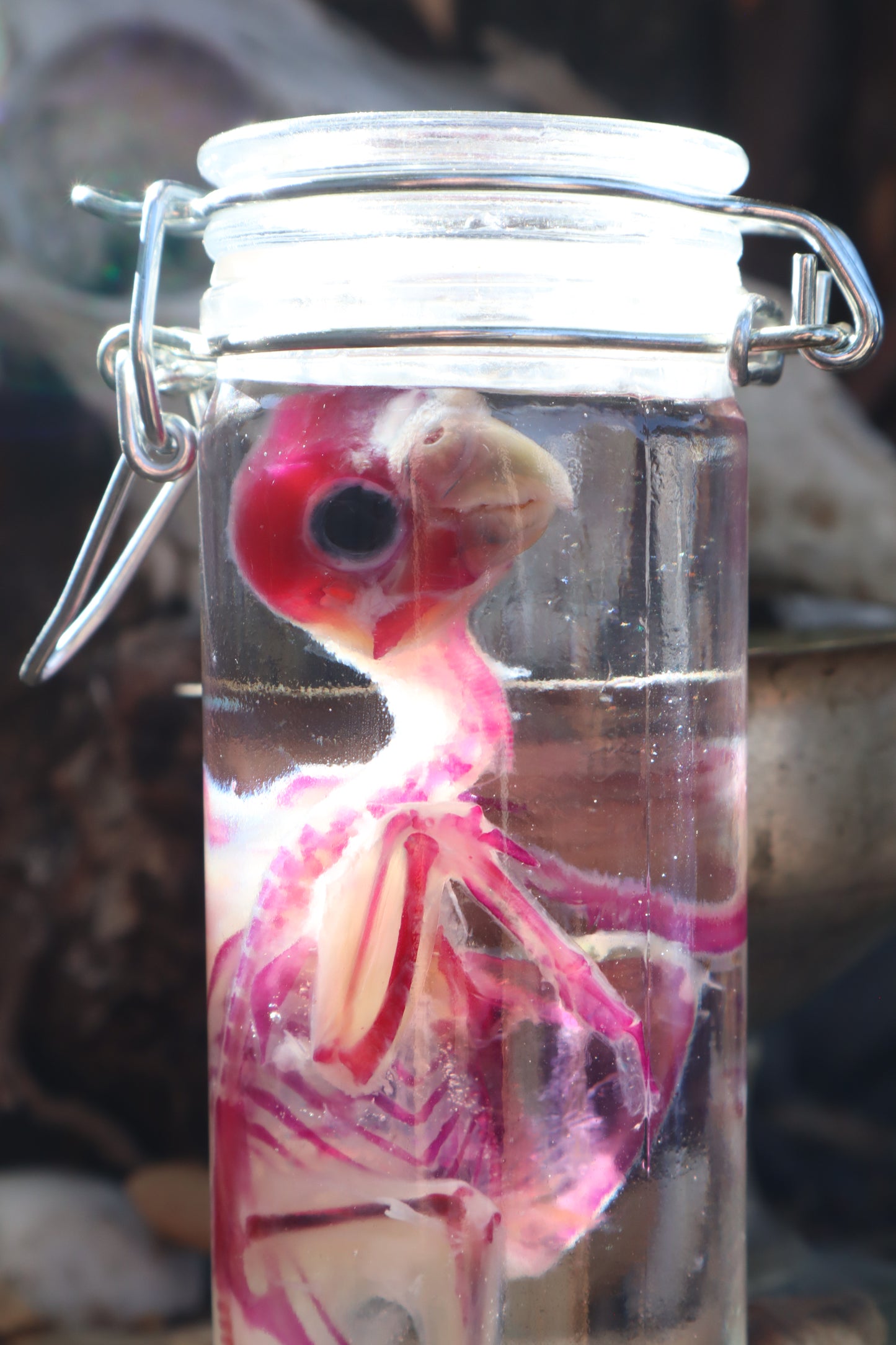 Diaphonized Parakeet