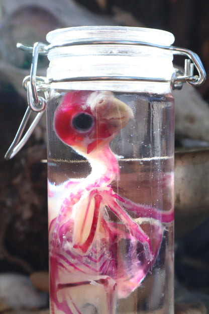 Diaphonized Parakeet