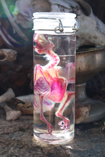 Diaphonized Parakeet