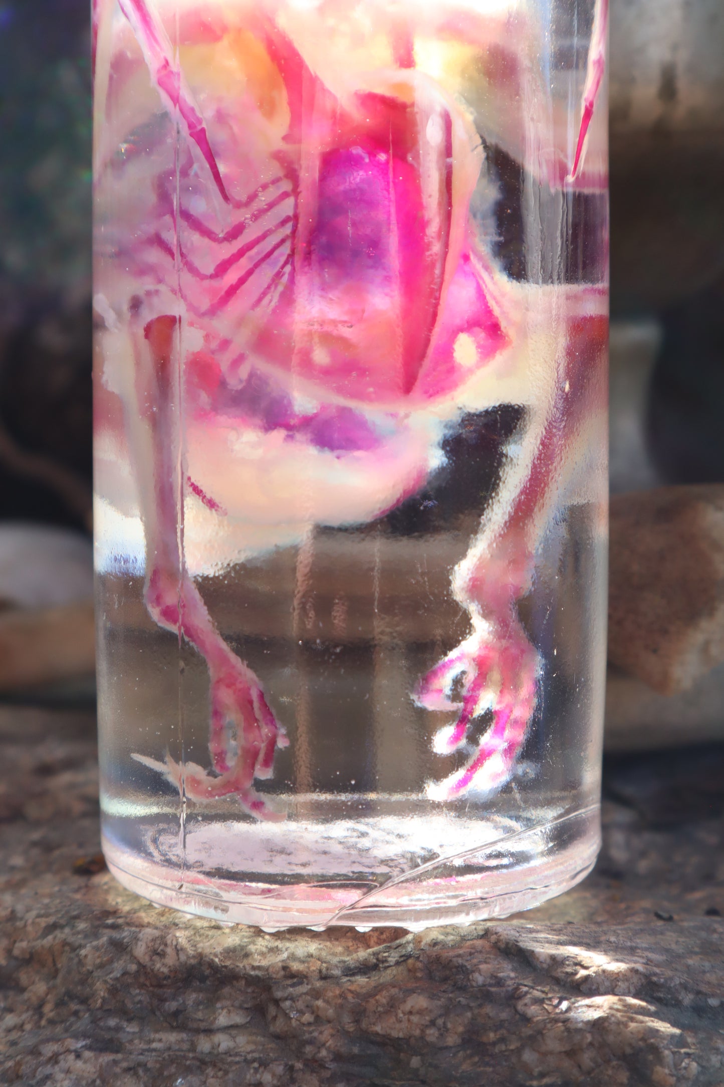 Diaphonized Parakeet