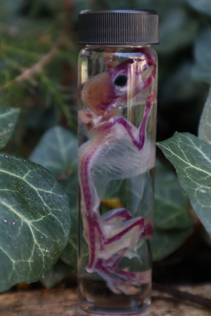 Diaphonized Mouse