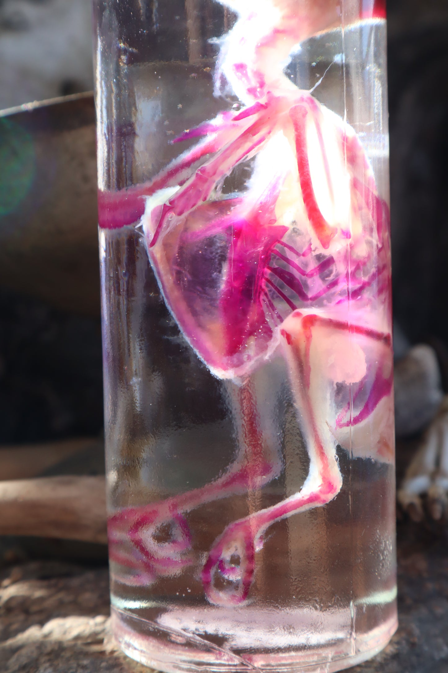Diaphonized Parakeet