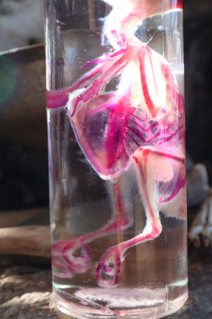 Diaphonized Parakeet