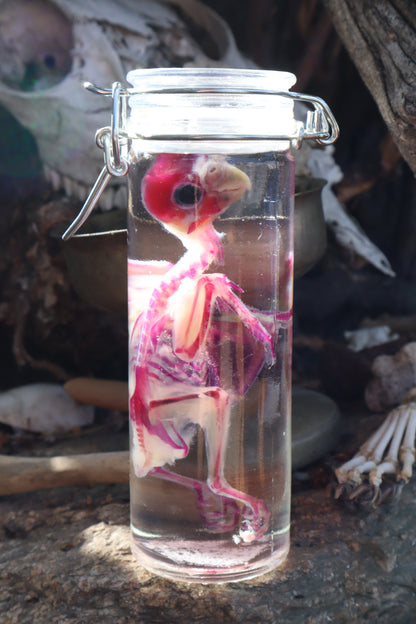 Diaphonized Parakeet