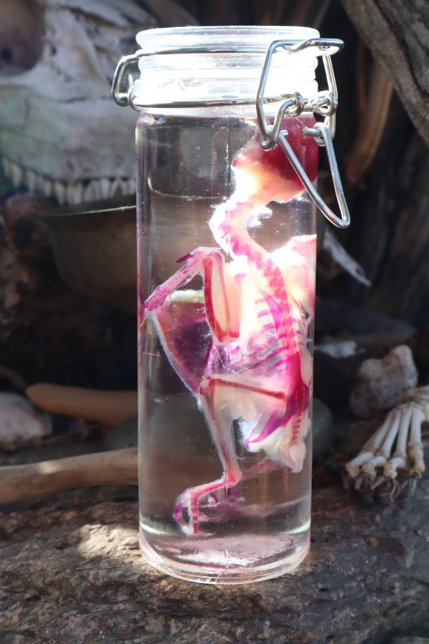 Diaphonized Parakeet