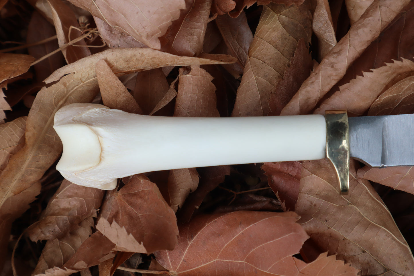 Bobcat Femur Knife