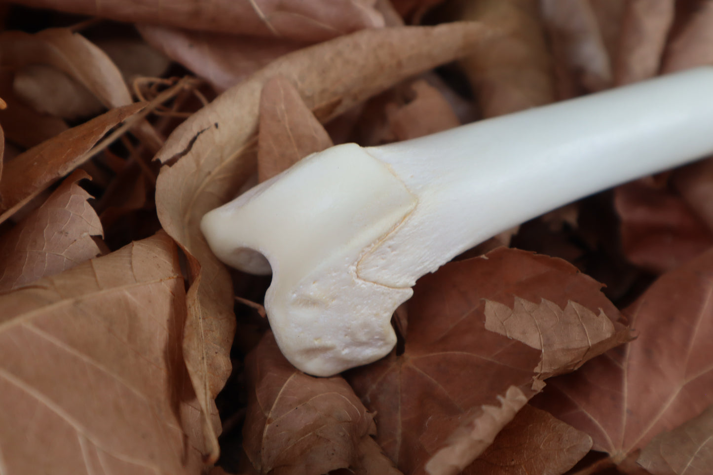 Bobcat Femur Knife