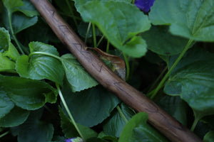 Black Walnut Blótboli Spoon