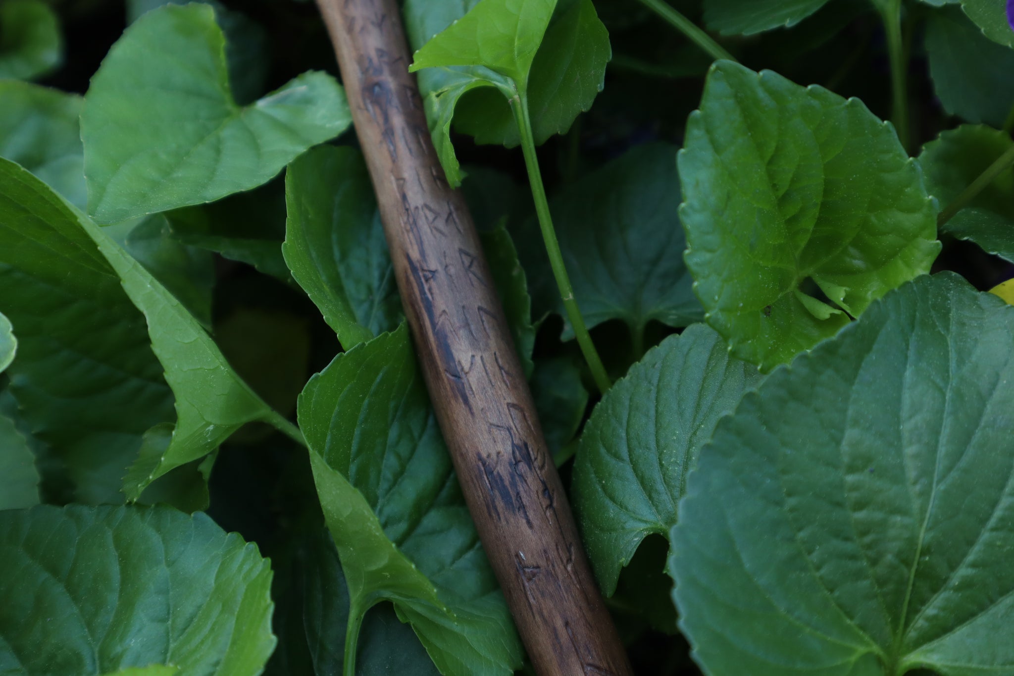 Black Walnut Blótboli Spoon