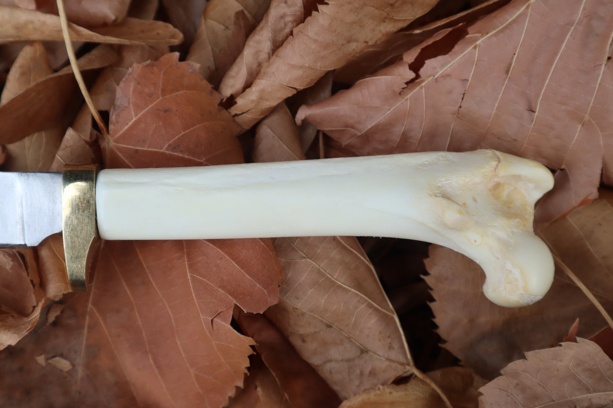 Bobcat Femur Knife