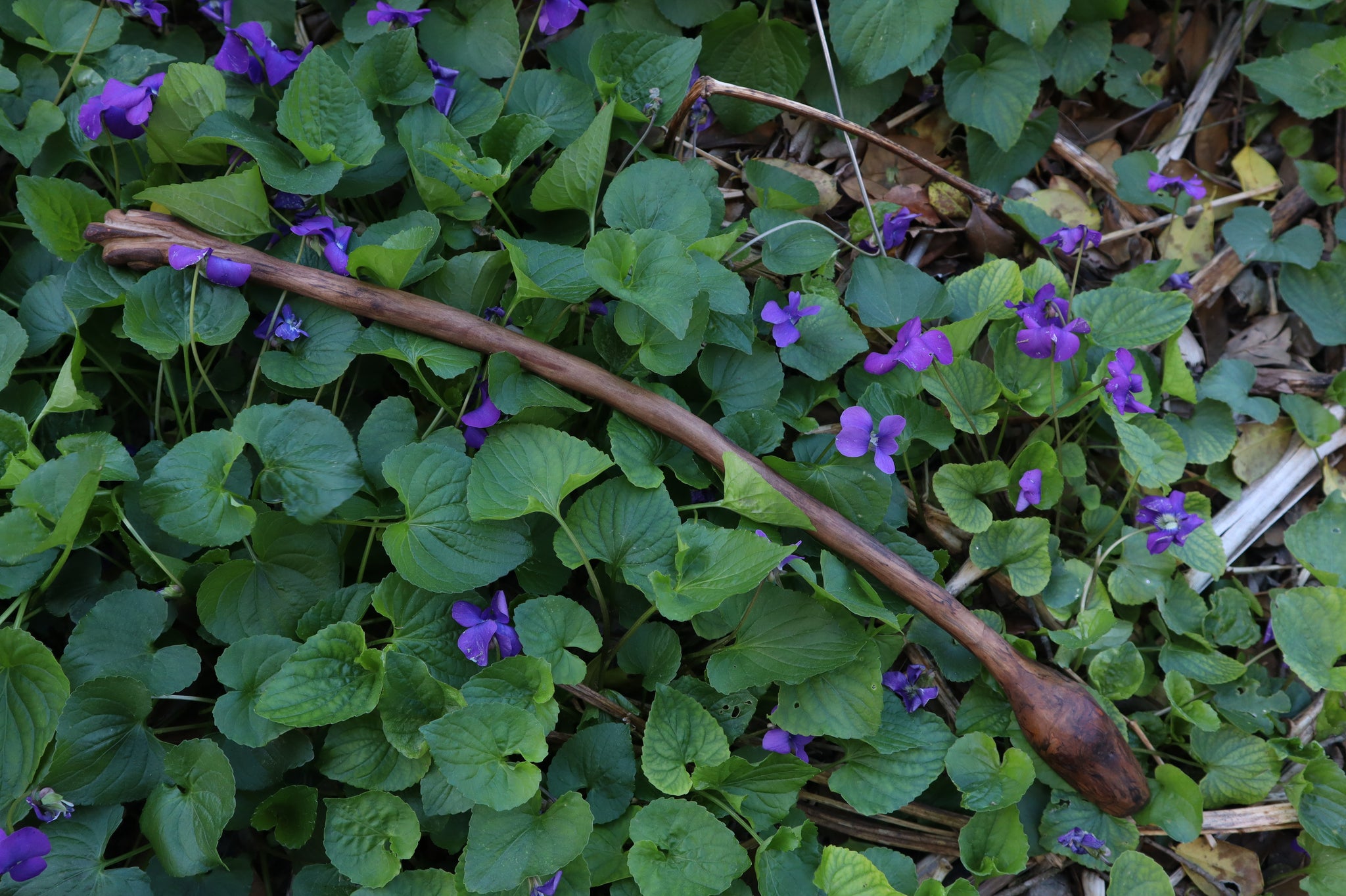 Black Walnut Blótboli Spoon