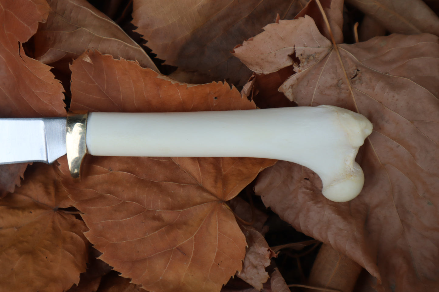 Bobcat Femur Knife
