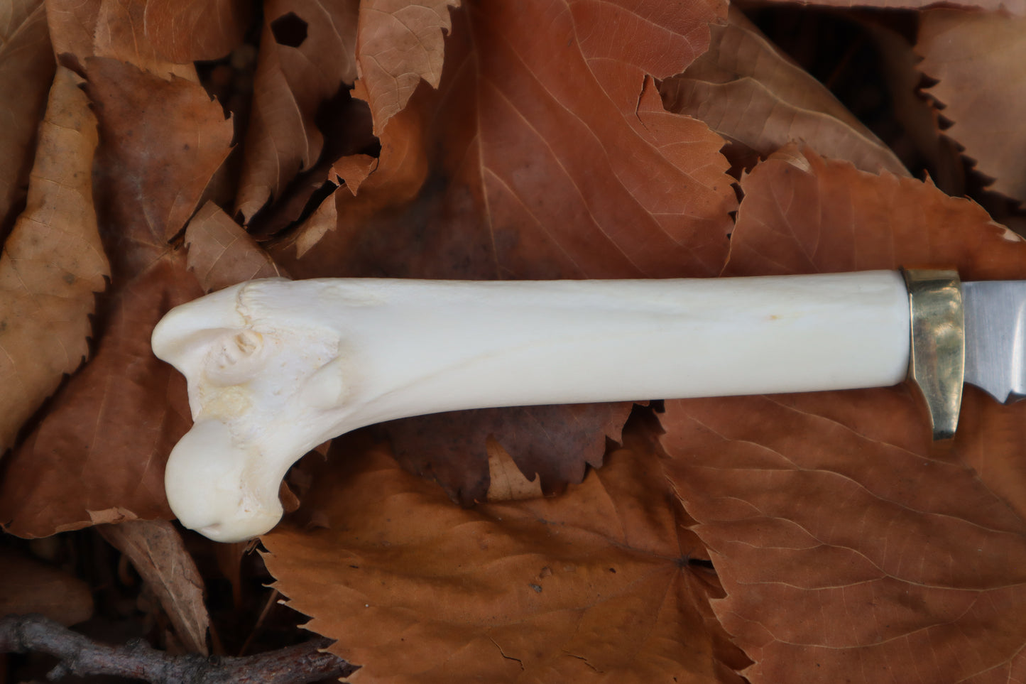 Bobcat Femur Knife
