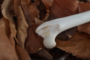 Bobcat Femur Knife