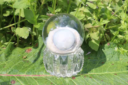 Bobcat Eyeball Crystal Ball