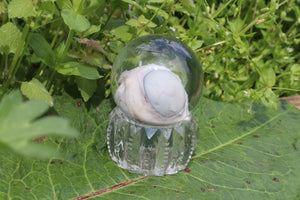 Bobcat Eyeball Crystal Ball