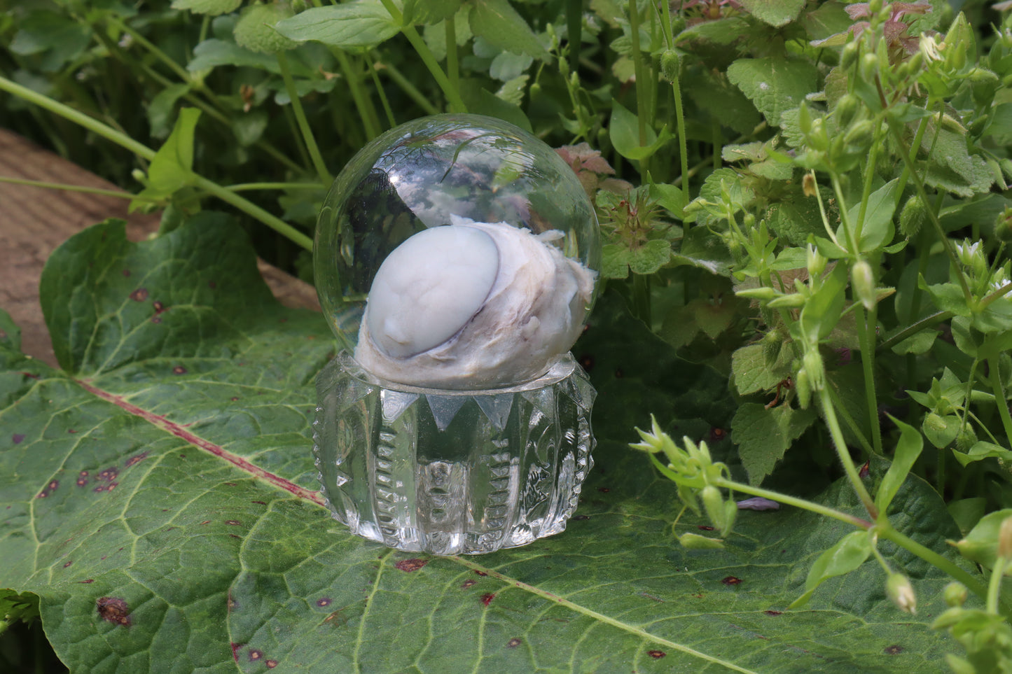 Bobcat Eyeball Crystal Ball
