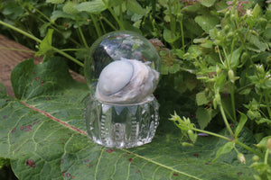 Bobcat Eyeball Crystal Ball