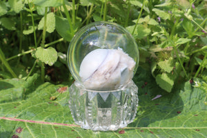 Bobcat Eyeball Crystal Ball