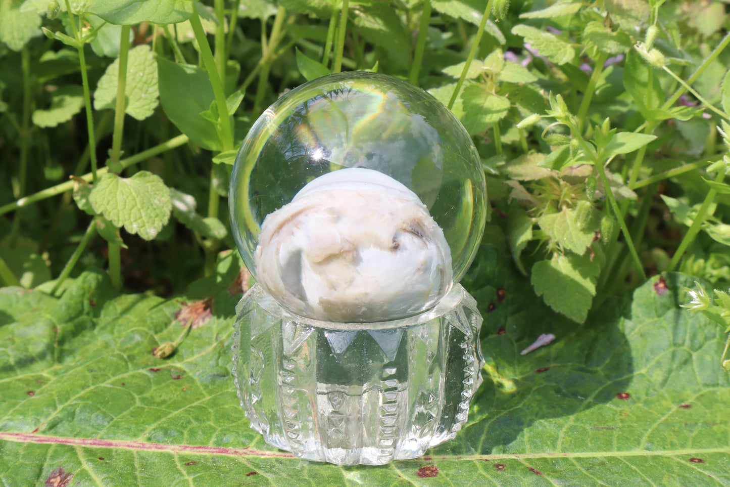Bobcat Eyeball Crystal Ball