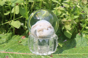 Bobcat Eyeball Crystal Ball